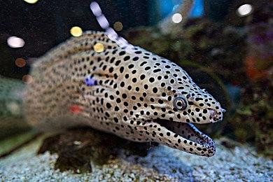 复古弹幕《恶魔引擎：完整版》10月12日登陆主机